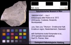 Foto (Objekt + Etiketten) von Ambulocapsa altilis (Robins et al., 2013) (NHMW-GEO-1990-0041-0347)